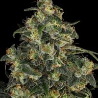Blue Gelato 41